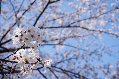 Low angle view of cherry blossoms in spring