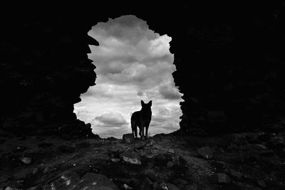 Silhouette dog standing against sky