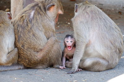 Monkey family in zoo