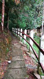 Footbridge in forest