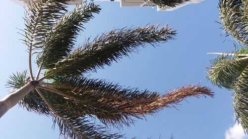 Low angle view of tree against sky