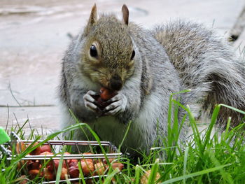 Close-up of squirrel eating grass