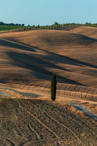 Wavy hills in tuscan farmland