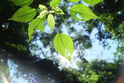 Low angle view of leaves on tree