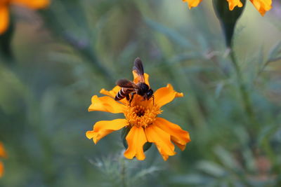 Close-up of bee pollinating on yellow flower