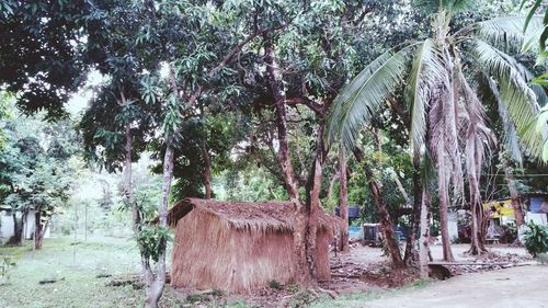 Palm trees in park