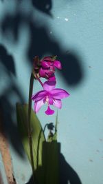 Close-up of pink orchid