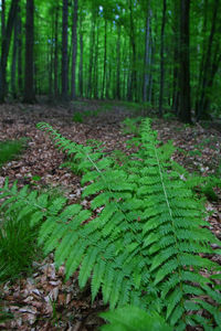 Trees growing in forest