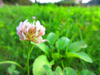 Close-up of flower blooming outdoors