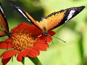 Close-up of butterfly perching on flower