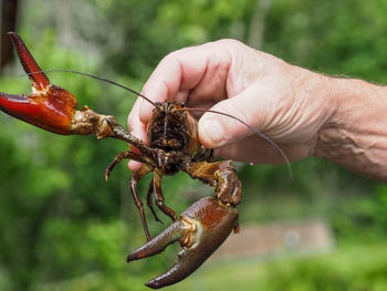 Signal crayfish, pacifastacus leniusculus, in a hand