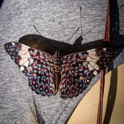 High angle view of butterfly on leaf