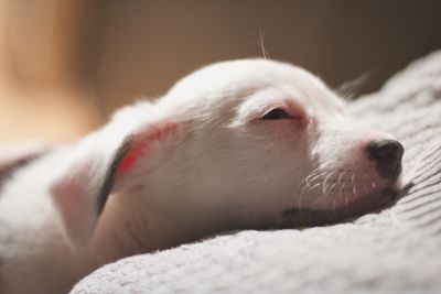 Close-up of white dog relaxing