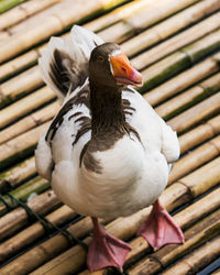 Close-up of bird perching on wood