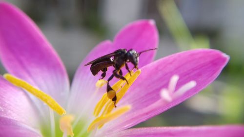Close-up of butterfly pollinating on pink flower