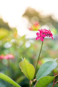 Close-up of pink flowering plant