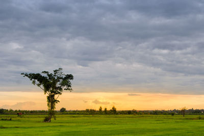 Scenic view of field against sky during sunset