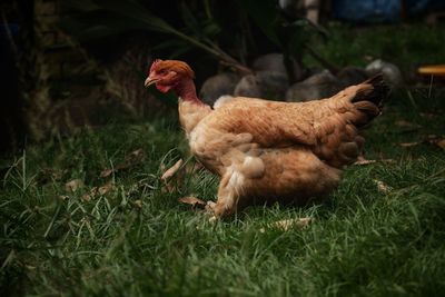 Close-up of bird on field