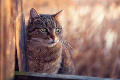 Close-up portrait of a cat