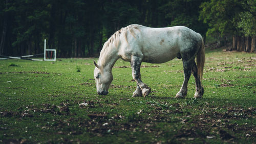 White horse grazing in a field