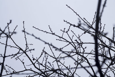 Low angle view of bare tree against sky