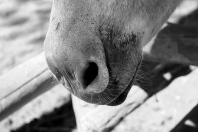 Close-up of donkey mouth