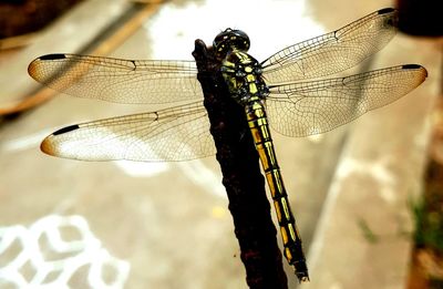 Close-up of damselfly on leaf