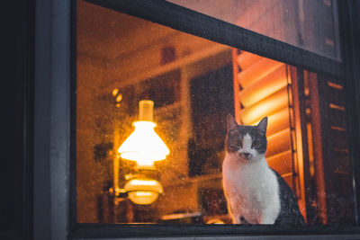 Portrait of cat sitting by window in illuminated room
