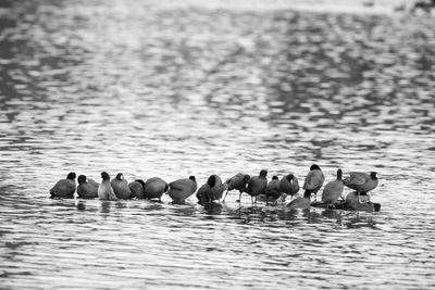 Birds swimming in lake