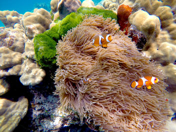 Close-up of coral in sea