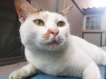 Close-up portrait of a cat