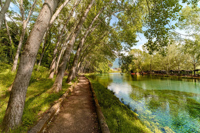 Scenic view of lake amidst trees in forest