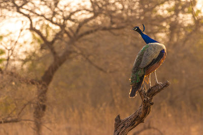 Peacock perching on wood