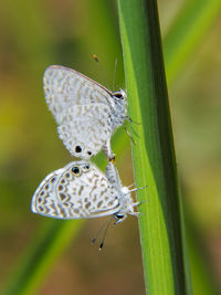 Close-up of butterfly on plant