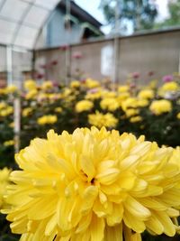 Close-up of yellow flowering plant