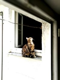 Portrait of cat sitting on window sill