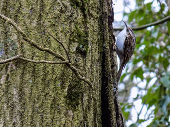 Close-up of bird perching on tree