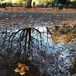 High angle view of leaves floating on puddle