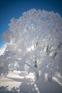 Tree covered in deep snow in scenic winter wonderland, salzburg, austria.