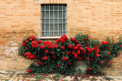 Flowers blooming against brick wall