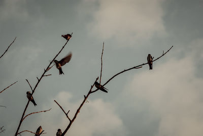 Low angle view of birds perching on twig