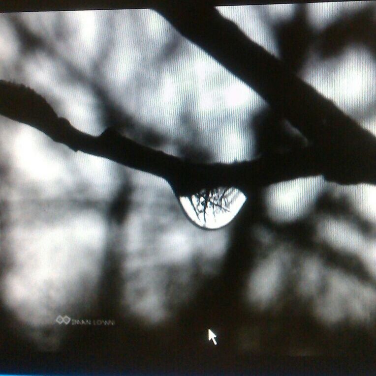 close-up, focus on foreground, drop, water, branch, auto post production filter, selective focus, transfer print, wet, nature, spider web, fragility, reflection, no people, silhouette, tree, outdoors, day, part of, raindrop