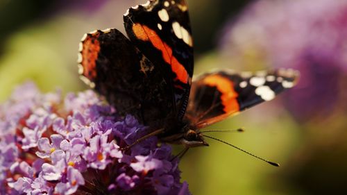 Close-up of butterfly on purple flower