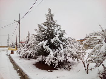 Snow covered trees in winter