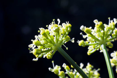 Close-up of flowering plant against black background