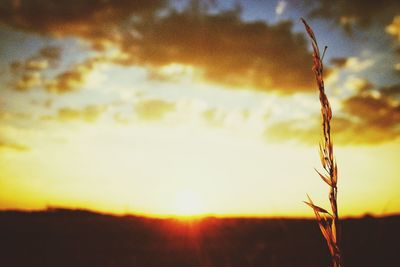 Plant growing on field at sunset