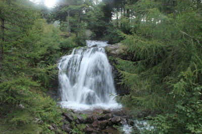 Scenic view of waterfall in forest