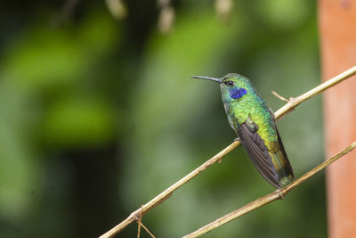 Close-up of bird perching on plant