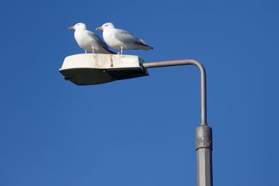 Low angle view of seagull perching against clear blue sky