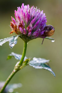 Close-up of insect on purple flower